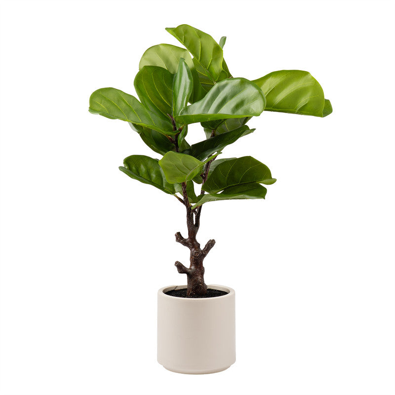 75cm Real Touch Fiddleleaf Fig Tree in Chunky White Pot